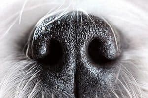 Understanding Your Dog’s (Amazing!) Five Senses