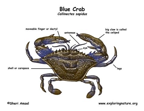 Anatomy Of A Crab