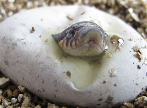 Western Hognose Hatching - Twin Cities Reptiles