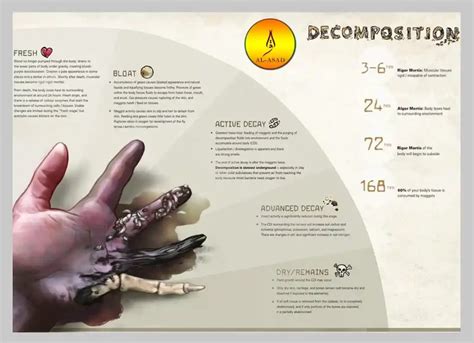 Human Body Decomposition Timeline