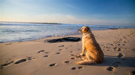 10 of the Best Dog-Friendly Beaches in Devon - Toad Hall Cottages Blog