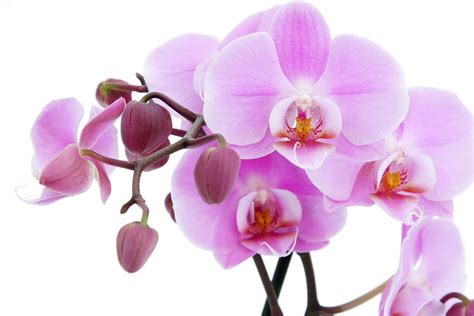 High Definition Wallpapers for Desktop: Attractive pink orchids ... | Orchid wallpaper, Pink ...