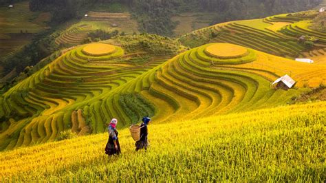 Vietnam. Rice fields prepare the harvest at Northwest Vietnam - Rice ...