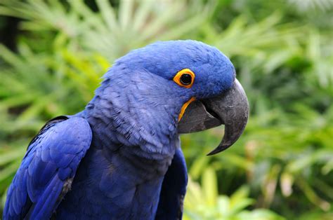 All 16 Different Types of Macaws in the Americas (with Photos) - WildlifeTrip