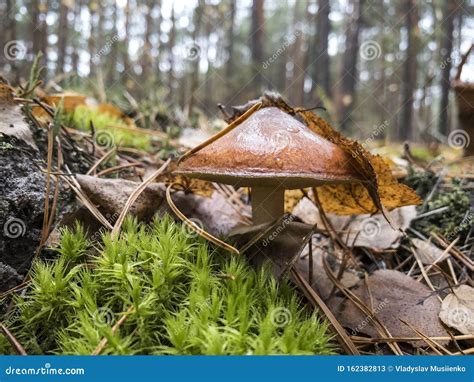 Edible Mushroom Slippery Jack or Sticky Bun, Suillus Luteus Stock Image ...