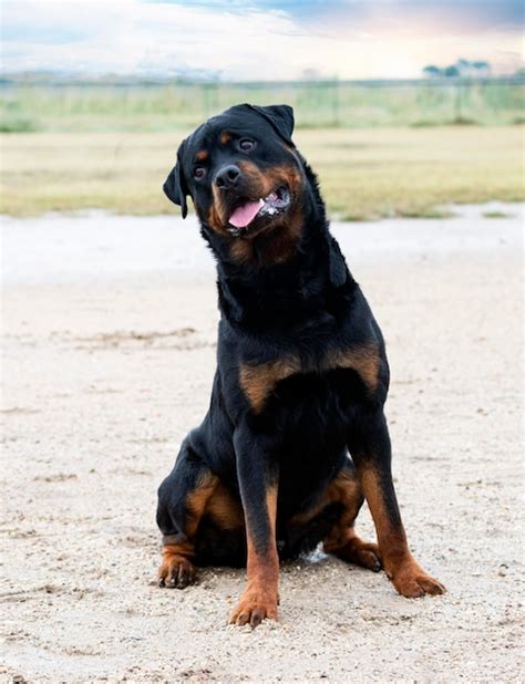 Premium Photo | Training of rottweiler