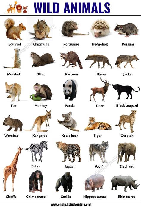 Zoo Animals Pictures With Names Chart