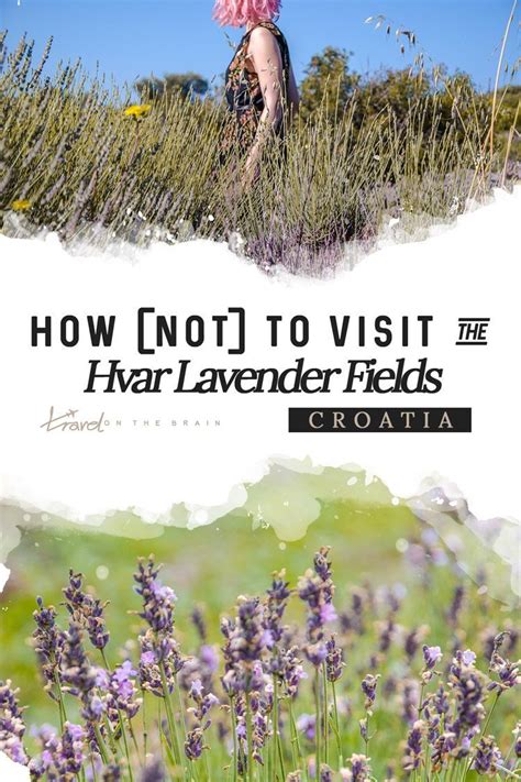 How to (Not) Visit the Hvar Lavender Fields - A Guide - Travel on the ...