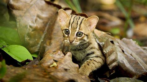 The World's Smallest Big Cat Is Impossibly Adorable - Nerdist