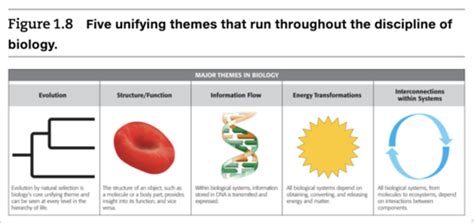 1.2 Unifying Themes of Biology Flashcards | Quizlet