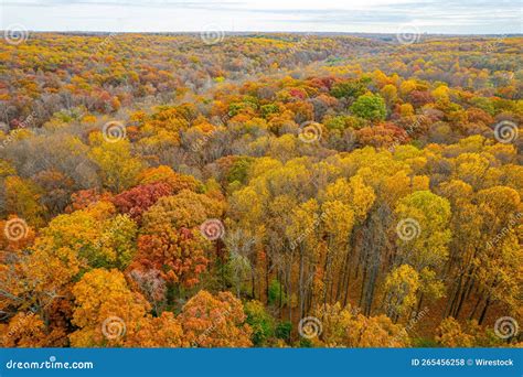 Aerial Shot of Fall Foliage in a Forest. Stock Photo - Image of nature ...