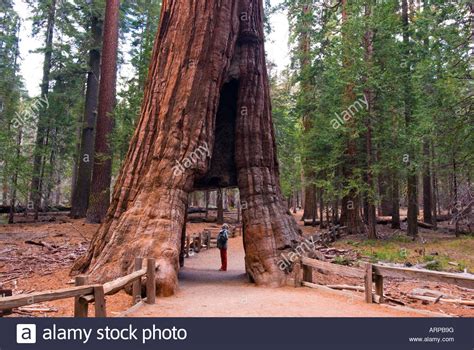 The California Tunnel Tree, a Giant Sequoia in Mariposa Grove Stock ...