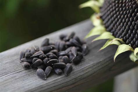 How To Harvest Sunflower Seeds - Collection And Storage - Farmhouse & Blooms