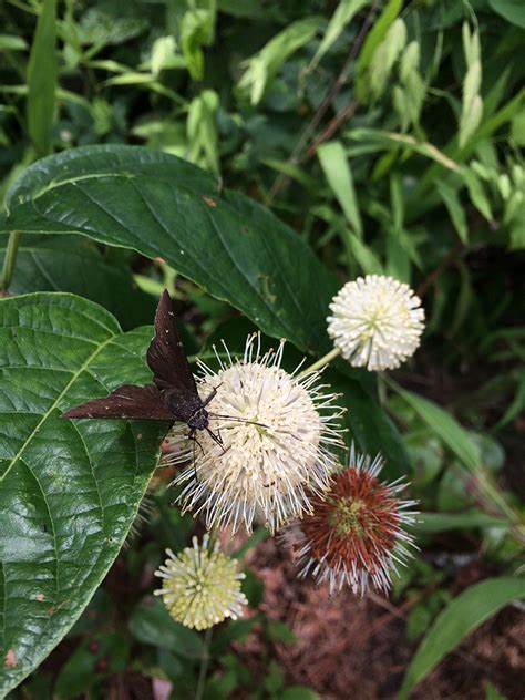 Buttonbush for Wet Soils and Cool Blooms!