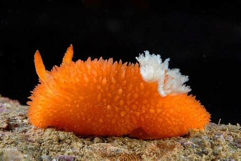 Orange for sure - #orange | Sea slug, Beautiful sea creatures, Sea ...