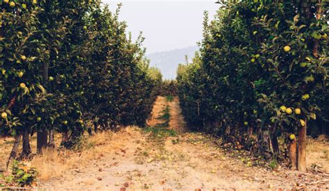 5 Types of Orchards - Farmhouse Guide