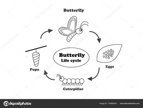 Butterfly life cycle in outline style, vector — Stock Vector © jiaking1 ...