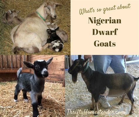 Nigerian Dwarf Goats: Why We Still Love Them After 20 Years!