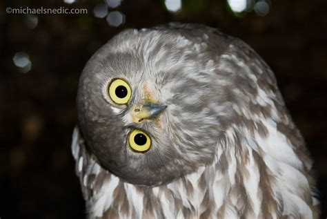 Barking Owl - WildNature Photo Expeditions