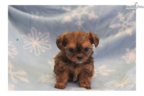 Meet Female a cute Shorkie puppy for sale for $750. Tessy / Shorkie - Teacup