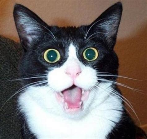 Ten Pictures of Surprised Cats That Might Well Surprise You!