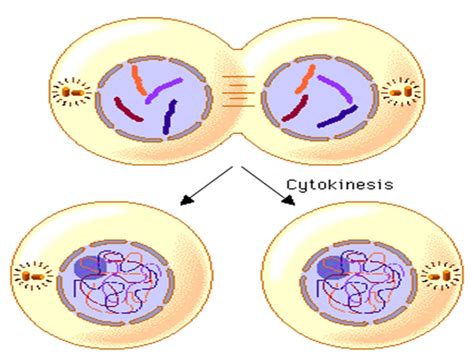 Mitosis