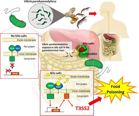 Frontiers | Bile Sensing: The Activation of Vibrio parahaemolyticus ...