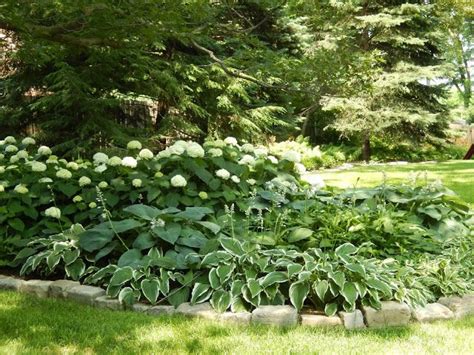 hydrangeas & hostas | Garden | Pinterest