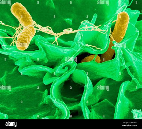 Salmonella bacteria, a common cause of food poisoning, invade an Stock Photo, Royalty Free Image ...