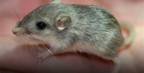 Pacific Pocket Mouse | San Diego Zoo Institute for Conservation Research