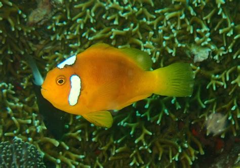 White-bonnet Anemonefish (Amphiprion leucokranos) - Bali Wildlife