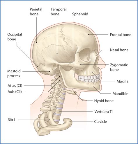 Introduction to the Head and Neck | Basicmedical Key