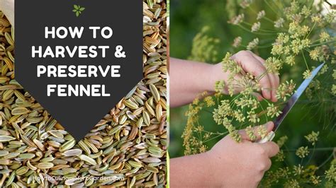 Harvest and Preserve Fennel Seeds, Fronds and Stalks