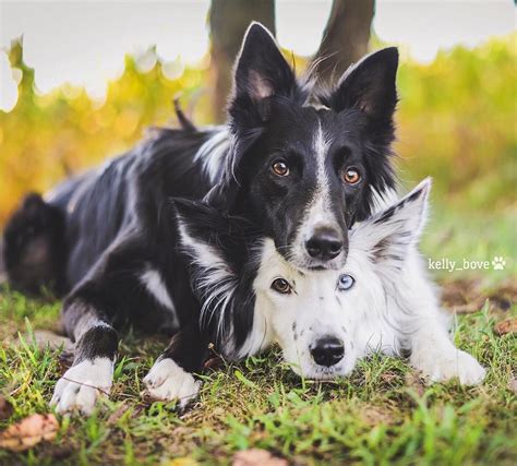 25+ bästa Collie rescue idéerna på Pinterest | Collie puppies, Border ...