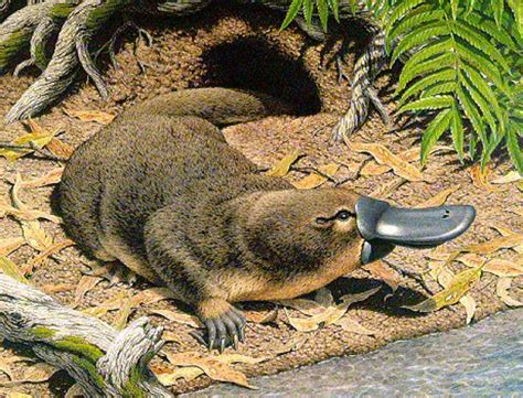 Interesting facts about Australian monotremes ! Platypus on the ...