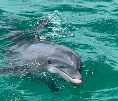 Shell Island Dolphin Tours Lighthouse And Plantation