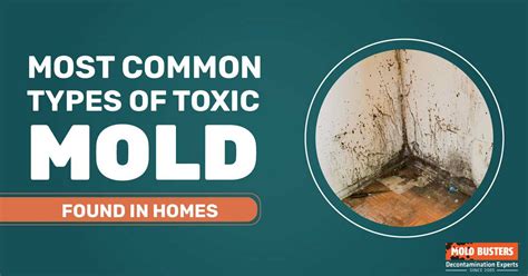 Types of Mold by Health Effects, Toxicity and Color - Mold Busters