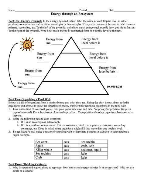 Worksheet 6th Grade Energy Pyramid