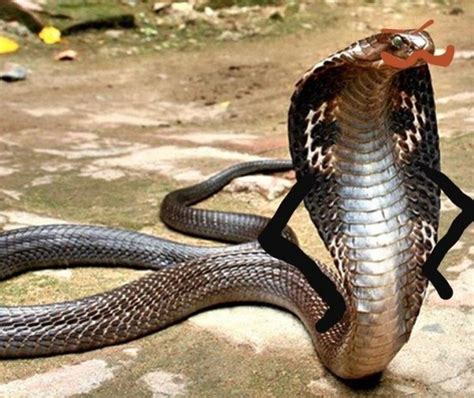 Snakes With Arms Are Hilarious | Others