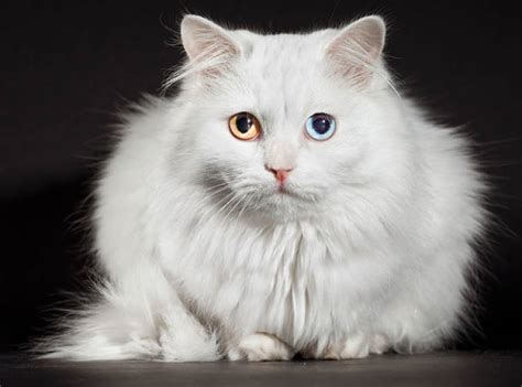 The Turkish Angora Cat - Cat Breeds Encyclopedia