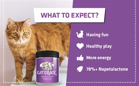 Amazon.com : Cat Crack Catnip, 100% Natural Cat Nip Blend That Energizes and Excites Cats, Safe ...