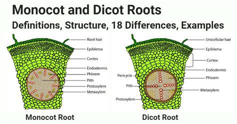 Monocot vs Dicot Roots- Definition, Structure, 18 Differences, Examples ...