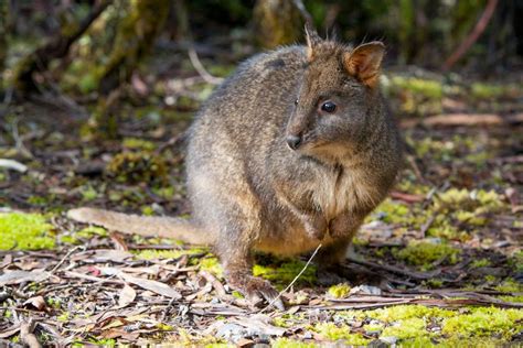 The marsupials - Australia