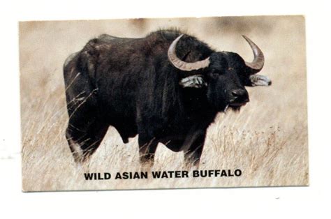 Water Buffalo | Oakland Public Library