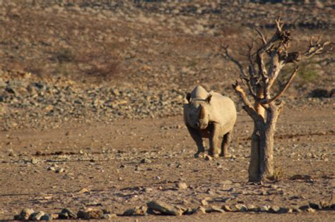 On patrol in Namibia: tracking black rhinos | Impact | Save the Rhino