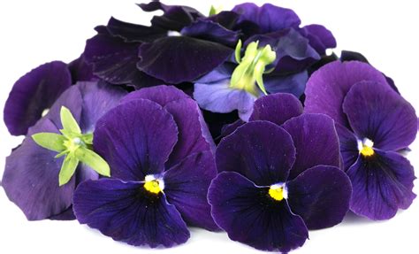 Purple Pansy Flowers Information and Facts