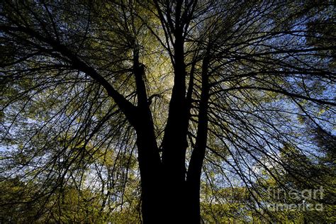 Big Tree Silhouette Photograph by Terry Elniski