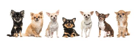 Chihuahua Breeds