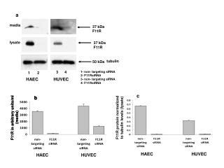 PPT - Limulus Amebocyte Lysate (LAL) Test Methods PowerPoint ...