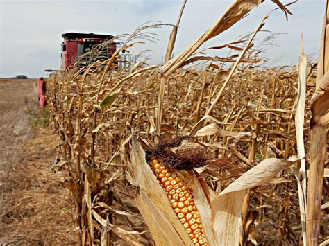 Kim's County Line: Another To-Do Done: Corn Harvest 2016 Report